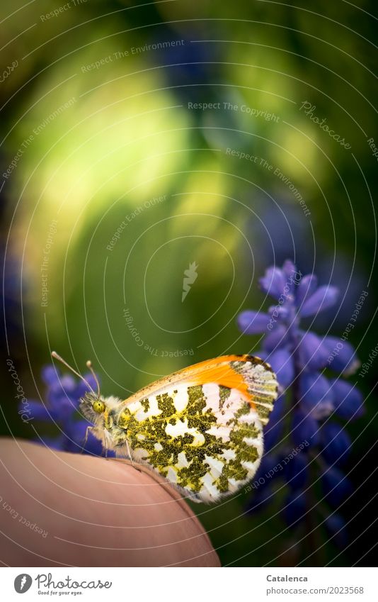 Aurora butterfly sits on one hand, book hyacinth in background Hand Nature Plant Animal Sunlight Beautiful weather Flower Blossom cup hyacinth Garden Butterfly