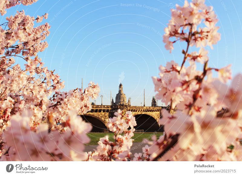 #AS# Dresden Blossom Art Esthetic Cherry blossom Baroque Pink Idyll Peaceful Bridge Elbtalaue Elbufer Elbbrücke Colour photo Subdued colour Multicoloured