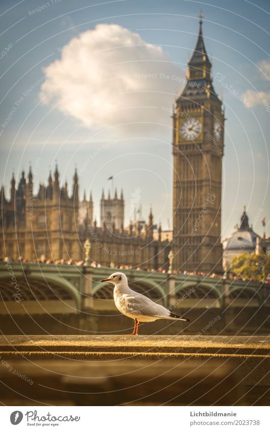 City seagull in London Lifestyle Tourism Sightseeing City trip Human being Crowd of people Sky River bank Themse Themse bridges Great Britain Town Downtown
