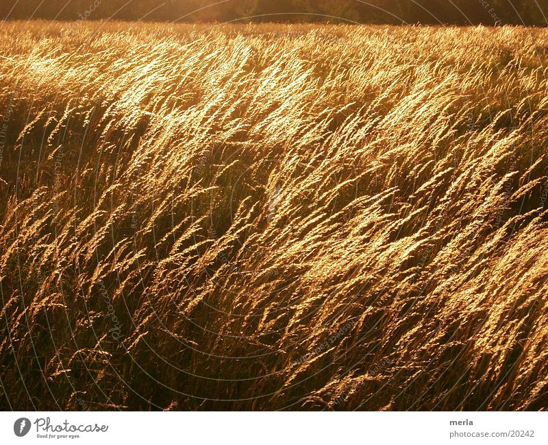 sea of grasses Meadow Blade of grass Waves Back-light Evening sun Wind Grassland