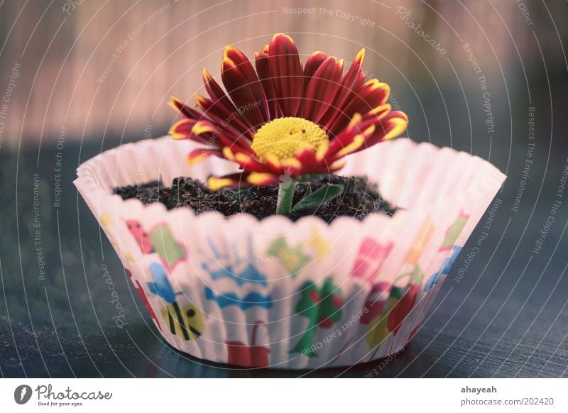 cupcake for you Muffin Flower Blossom Earth Multicoloured Colour Emotions Nature Gift Birthday Gerbera Surprise Cake Red Yellow Flowerpot Deserted