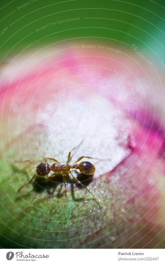 Around The World... Animal Ant Walking Search Bud Rose Green Nature Garden Insect Small Round Plant Biology Clear Interesting Colour photo