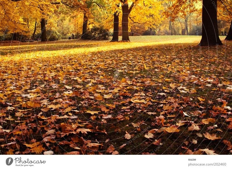 It's autumn Beautiful Environment Nature Landscape Autumn Tree Leaf Old To fall Esthetic Gold Emotions Time Autumn leaves Autumnal Seasons Deciduous forest
