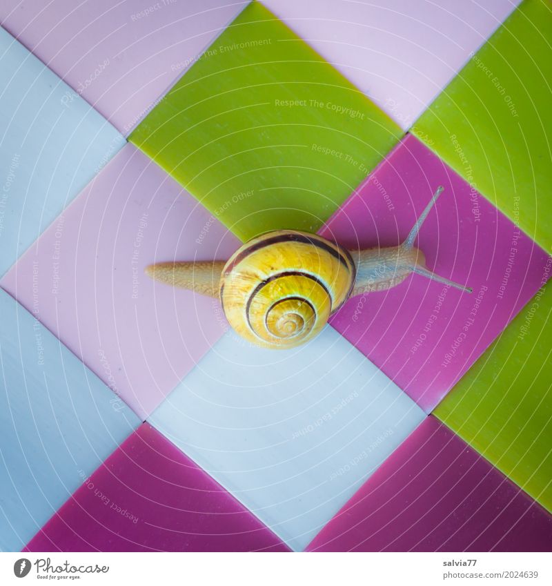 Traceless Animal Snail 1 Plastic Exceptional Slimy Multicoloured Yellow Green Pink Colour Speed Mobility Perspective Surrealism Symmetry Crawl