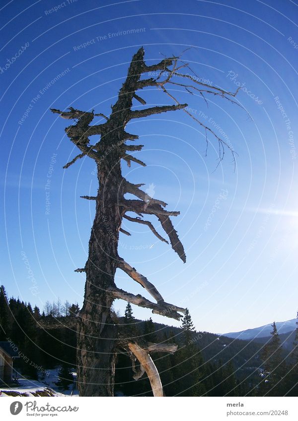 dead tree Nature Sky Cloudless sky Tree Alps Wood Death Loneliness Senior citizen Naked Transience Tree bark Tree trunk Branch Tilt aborted Exterior shot