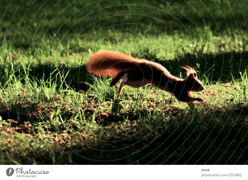 technology advantage Garden Environment Nature Animal Grass Park Meadow Wild animal Squirrel Rodent 1 Running Jump Authentic Small Cute Green Fear Timidity
