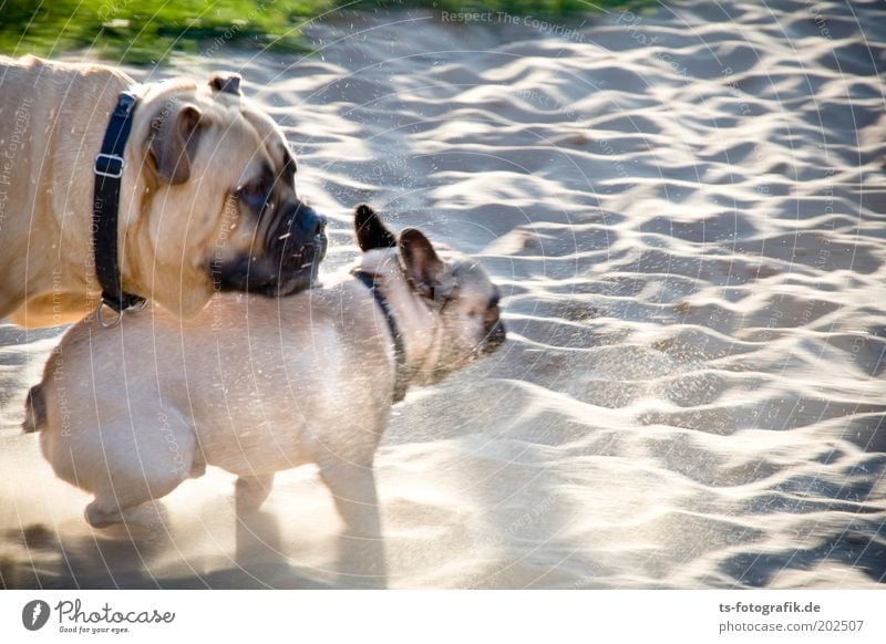 photo finish Nature Sand Grass Park Beach Animal Pet Dog Dog's head Dog's snout Dog racing Pug 2 Walking Running Playing Cute Speed Brown Gray Happy