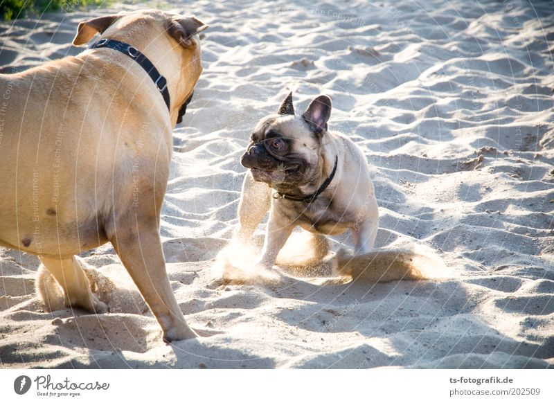 Come on, play with me! Nature Sand Beautiful weather Grass Beach Animal Pet Dog Animal face Dog's snout Dog's head Puppydog eyes Pug 2 Rutting season Fight