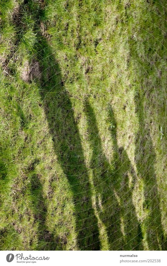 shadowy existence Beautiful Human being Masculine 4 Group Grass Stand Wait Green Attachment Colour photo Shadow Silhouette Shadowy existence Size difference