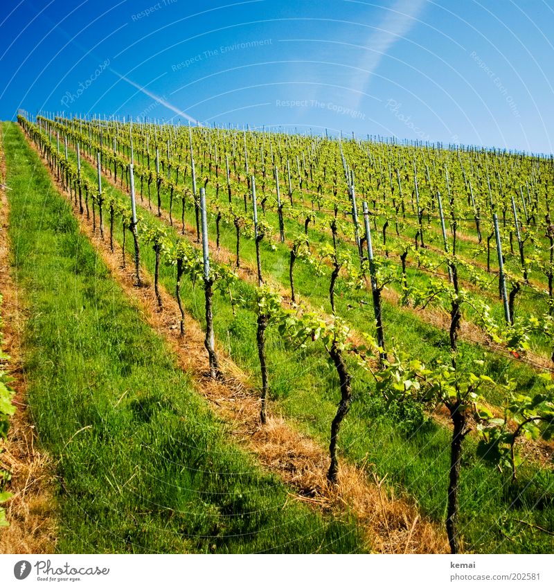 viticulture Environment Nature Landscape Sky Sunlight Spring Summer Climate Beautiful weather Warmth Plant Grass Foliage plant Agricultural crop Vineyard core