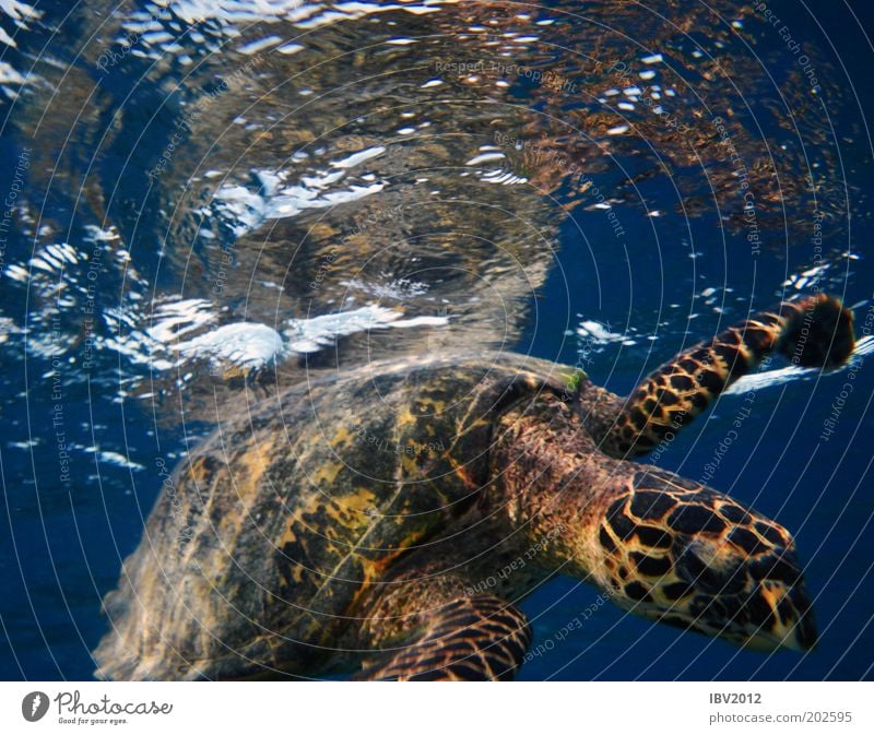 Hello, neighbor... Vacation & Travel Freedom Ocean Water Turtle Idyll Maldives Asia Underwater photo Colour photo Turles Swimming & Bathing