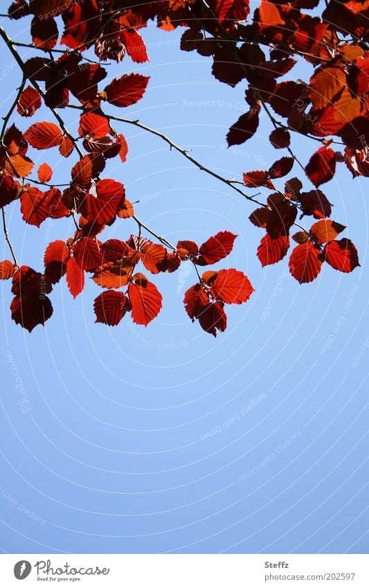 red hazel leaves Hazelnut leaves Sky Blue Blue sky Sky blue dark red wine-red Red Cloudless sky Beautiful weather Blue background ornamental naturally Autumnal