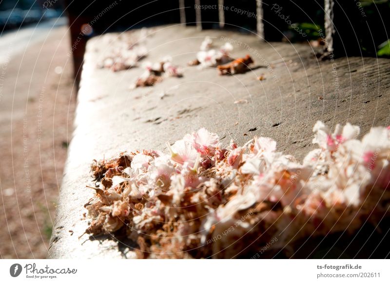 Severe withering Spring Summer Plant Blossom Chestnut blossom Faded Fence Stone Concrete Dry Soft Gray Pink White Delicate Fragile Perspective Sadness