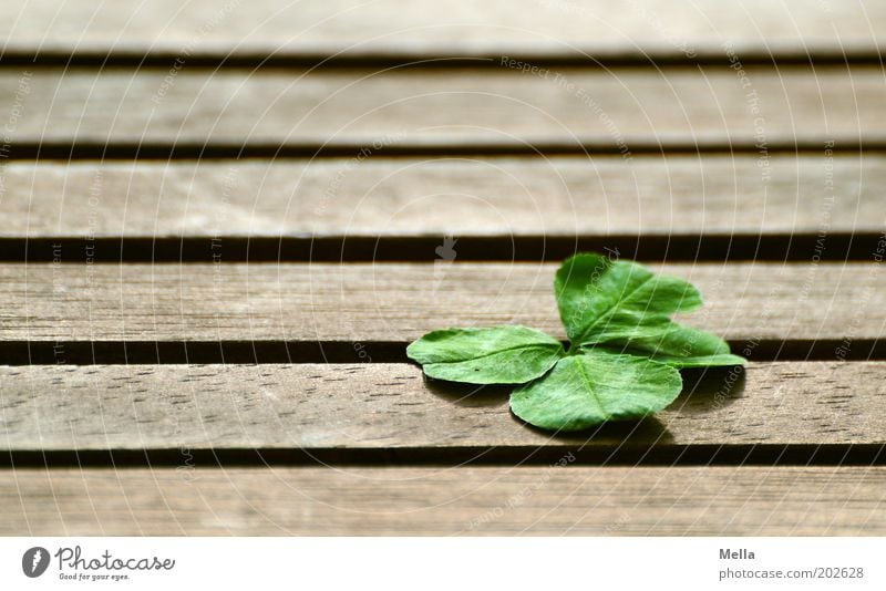 The happiness thing Nature Plant Cloverleaf Wood Sign Line Stripe Four-leafed clover Good luck charm Lie Simple Positive Emotions Happy Belief