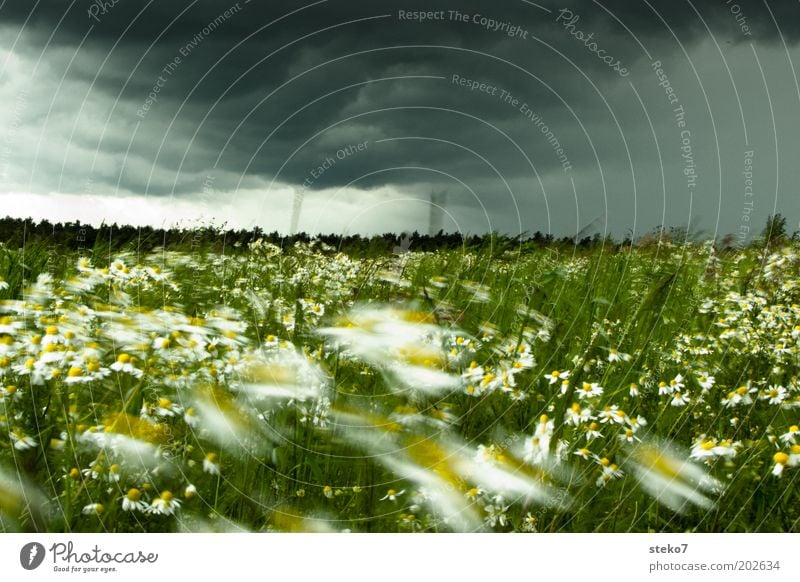 flower storm Landscape Plant Storm clouds Flower Grass Meadow Blossoming Threat Fresh Yellow Green Chamomile Intensive Storm front Wind Change in the weather