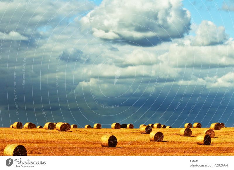thanksgiving Summer Environment Nature Landscape Elements Sky Clouds Climate Beautiful weather Warmth Field Blue Yellow Gold Coil Bale of straw Harvest