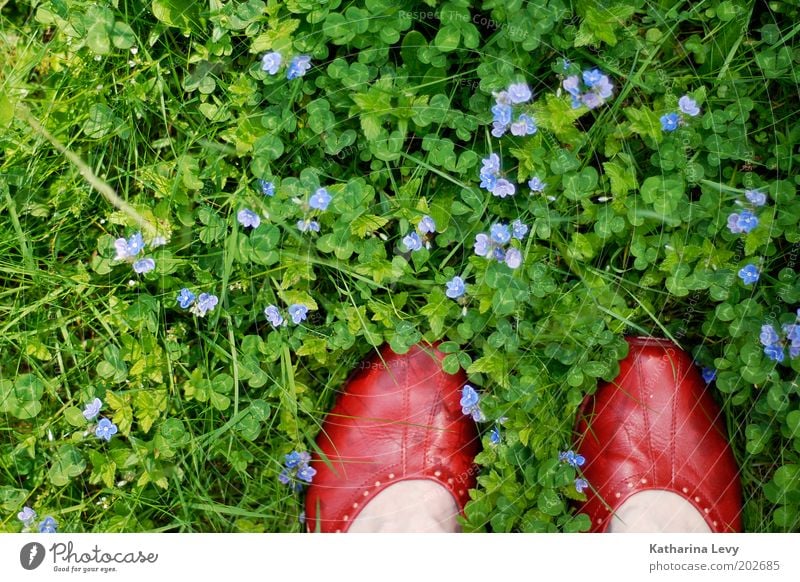 David Bowie Human being Life Feet 1 Environment Nature Spring Summer Flower Grass Garden Park Meadow Footwear Stand Authentic Green Violet Red Contentment