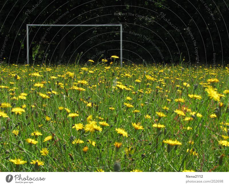Crew wanted... Summer Soccer Football pitch Nature Spring Flower Grass Blossom Wild plant Meadow Blossoming Yellow Green Goal Soccer Goal Flower meadow