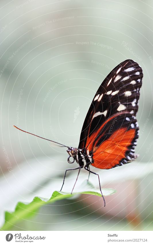 light and filigree - a butterfly on a leaf Butterfly Tiger Longwing Tiger Passion Flower Butterfly Heliconius hecale Papilio hecale Easy tropical butterfly