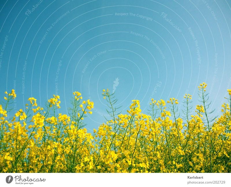 rapsody. in blue. Organic produce Healthy Summer Economy Environment Nature Sky Cloudless sky Spring Plant Agricultural crop Canola Canola field
