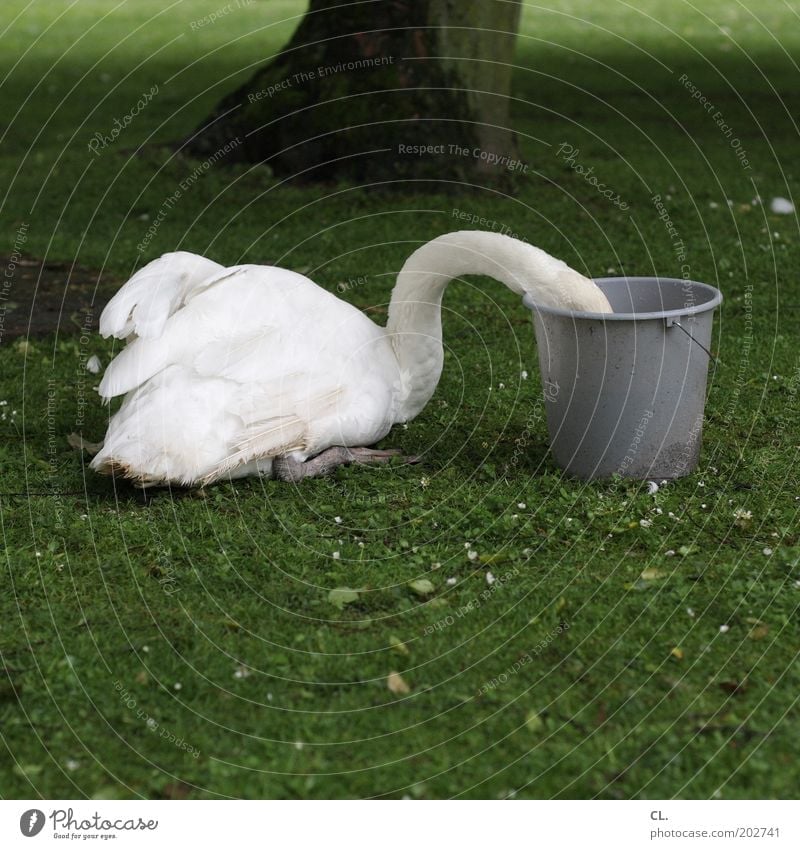 swan in a bucket Nature Tree Grass Park Meadow Animal Wild animal Swan Wing 1 To feed Feeding Funny Curiosity Appetite Voracious Lack of inhibition Whimsical