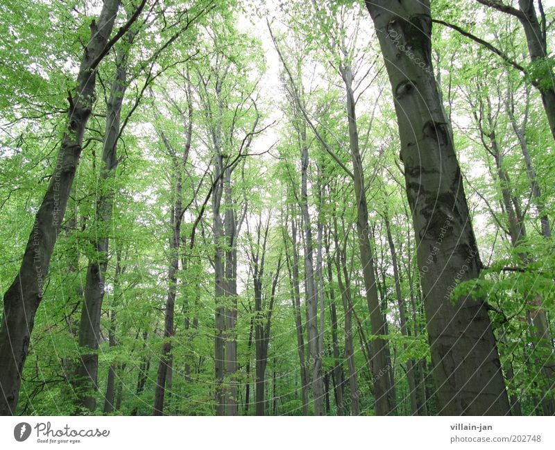 giant forest Nature Sky Summer Tree Forest Wood Brown Green Colour photo Exterior shot Deserted Day Worm's-eye view