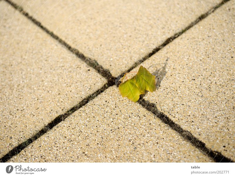 reconquer Environment Nature Leaf Road junction Stone Line Stand Small Loneliness Beginning Hope Center point Change Cross Seam Colour photo Exterior shot