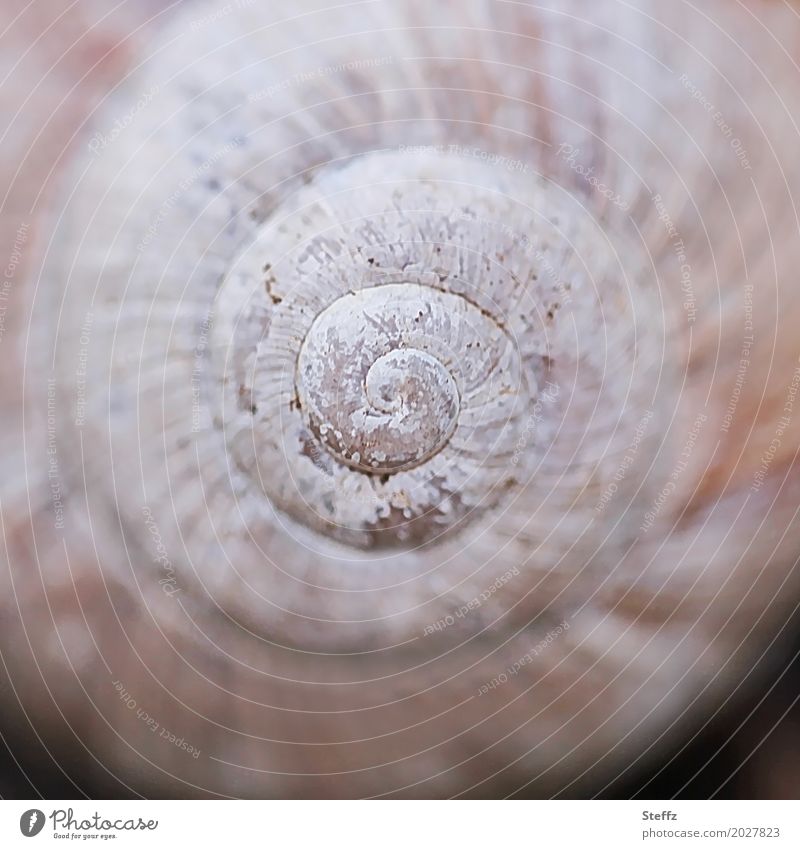 Snail shell with natural symmetry Crumpet Spiral primal form shape spiral shape spirally structure symmetric natural pattern symmetry of nature naturally Round