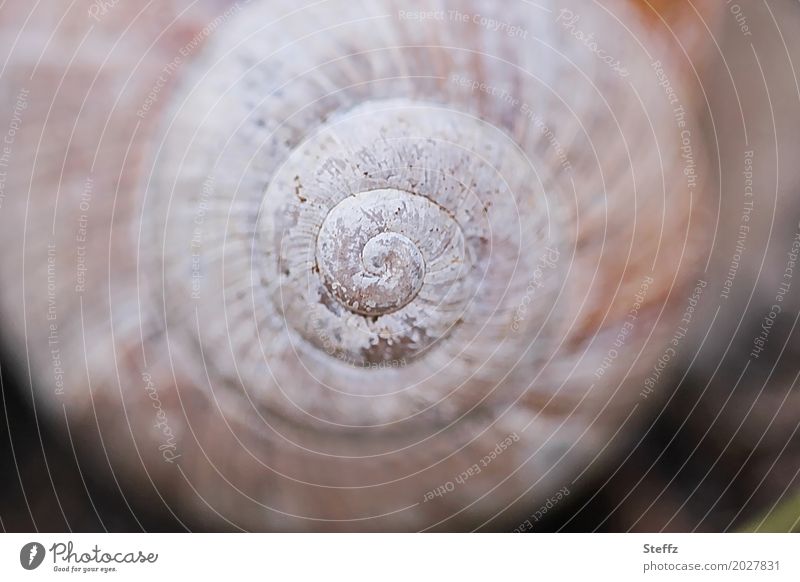 Symmetry of the snail shell Snail shell Spiral Crumpet primal form Harmonious spiral shape spirally structure natural symmetry natural geometry natural pattern