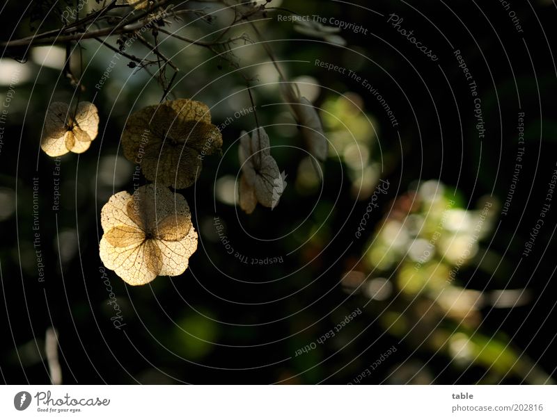 backlight Environment Nature Plant Bushes Leaf Wild plant Old Hang Faded Dark Brown Black Colour photo Exterior shot Close-up Deserted Day Contrast Sunlight