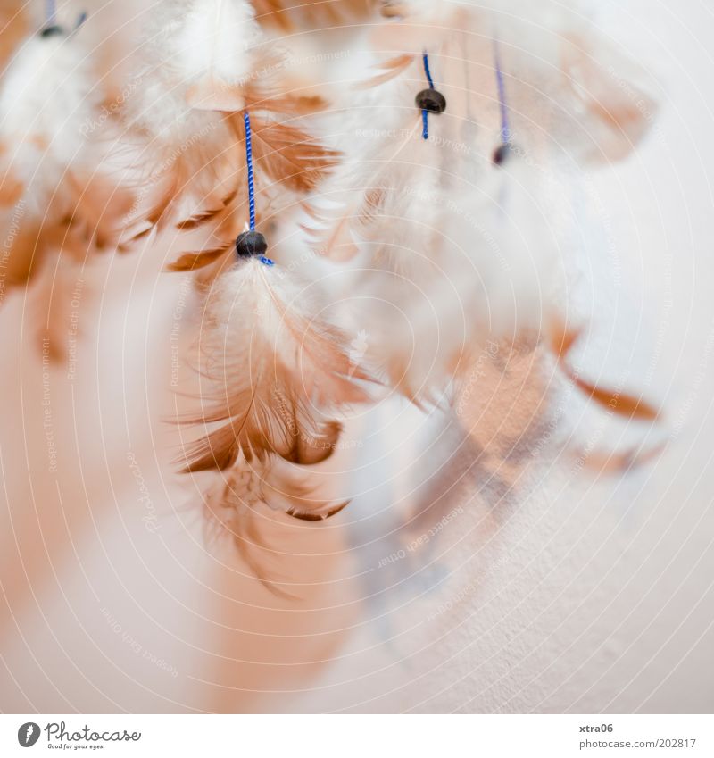 dreamt what today? Blue Brown White Feather Suspended Colour photo Interior shot Copy Space bottom Popular belief Dream world Esotericism Dreamcatcher