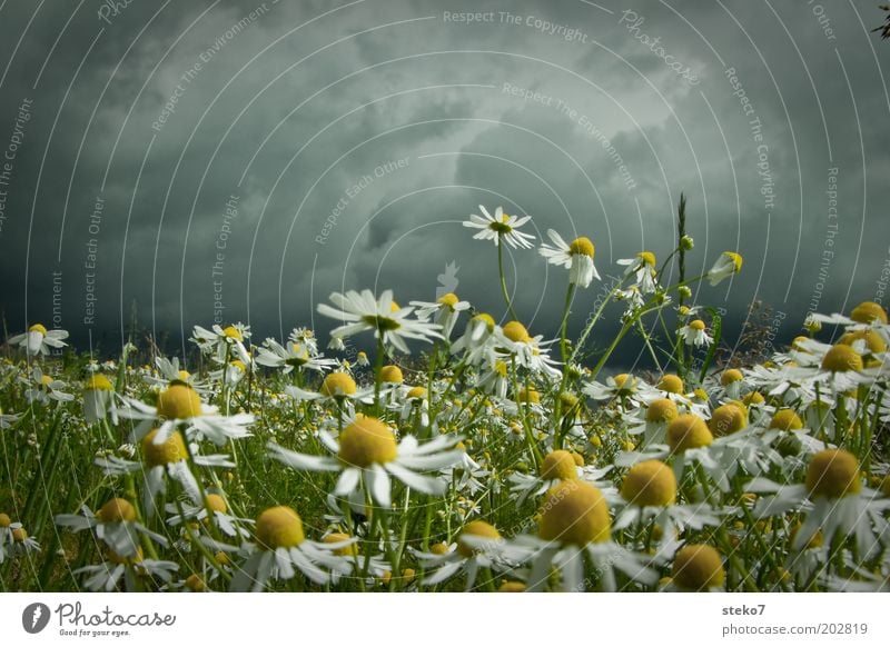 Calm before the flower storm Landscape Plant Storm clouds Spring Bad weather Meadow Blossoming Threat Dark Yellow Gray Green Intensive Camomile blossom Eerie