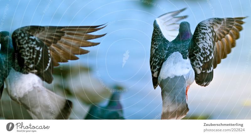 wings Animal Pigeon Wing 2 Discordant Symmetry Surprise Judder Escape Divide Colour photo Exterior shot Flying Irritation