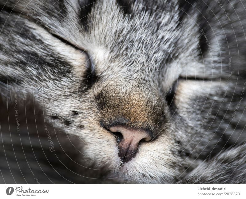 little dreams Animal Pet Cat Animal face Pelt Nose Whisker Tabby cat Tiger skin pattern cat dream cat's sleep Relaxation Sleep Dream Gray Safety (feeling of)