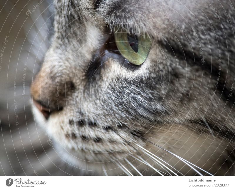 cat's thoughts Animal Gray-haired Pet Cat Animal face Pelt Cat eyes cat's nose Nose Whisker Muzzle cat's mouth Tabby cat Tiger skin pattern Cat's head Breathe