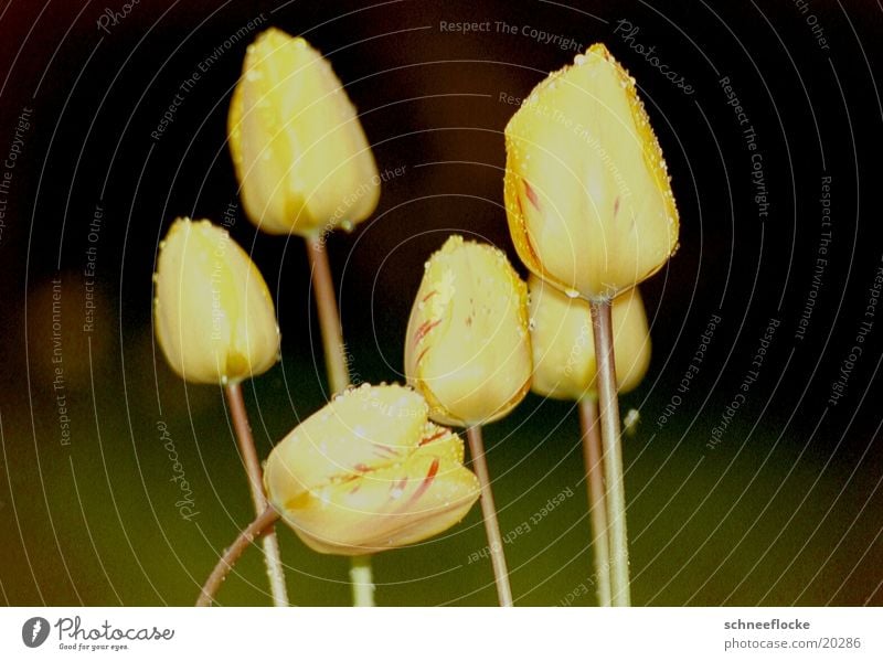 Yellow tulips Tulip Flower Blossom Multiple