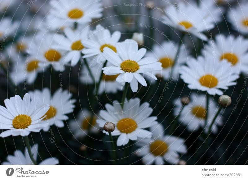 Have a nice Sunday Nature Plant Spring Flower Blossom Marguerite Garden Friendliness Fresh Happy Happiness Spring fever Anticipation Colour photo Exterior shot