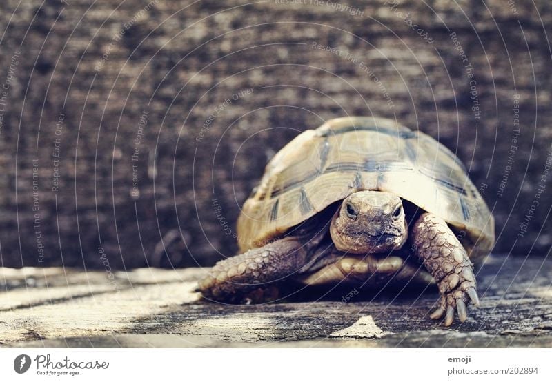 Ninja Turtle Animal Pet Wild animal Zoo 1 Going Wait Reptiles Shell Colour photo Exterior shot Copy Space left Copy Space top Day Animal portrait Front view
