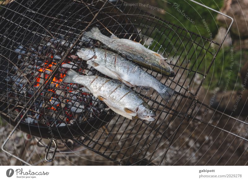 Barbecuing fish is better than barbecuing fishing Lifestyle Healthy Eating Leisure and hobbies Flat (apartment) Garden Feasts & Celebrations