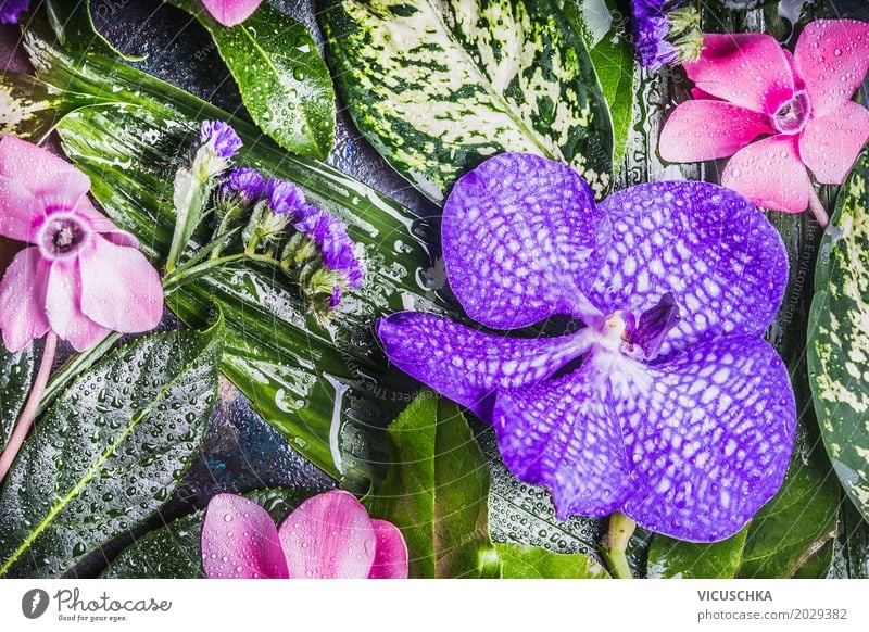 Tropical flowers, orchids and green leaves Style Design Spa Summer Nature Plant Leaf Blossom Foliage plant Virgin forest Decoration Bouquet Pink Flower Orchid