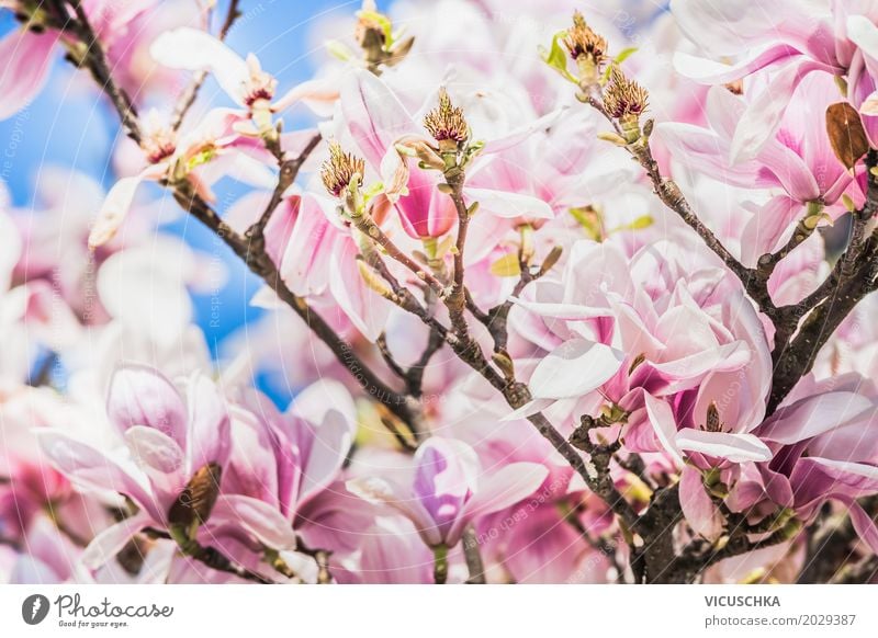magnolia blossoms Design Garden Nature Plant Spring Beautiful weather Flower Bushes Leaf Blossom Park Blossoming Pink White Magnolia plants April May