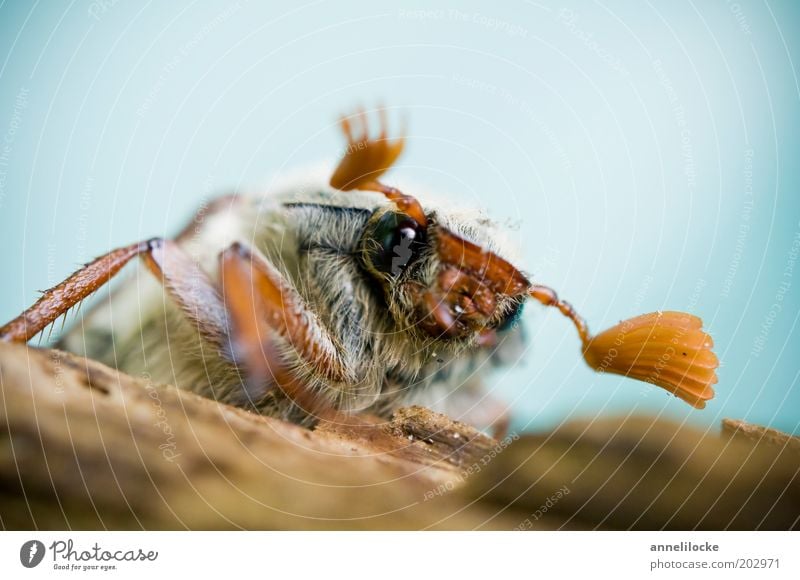 Portrait of a cockchafer (half profile) Nature Animal Spring Beetle Animal face Insect May bug Pelt Feeler Compound eye Crawl Looking Sit Cute Colour photo