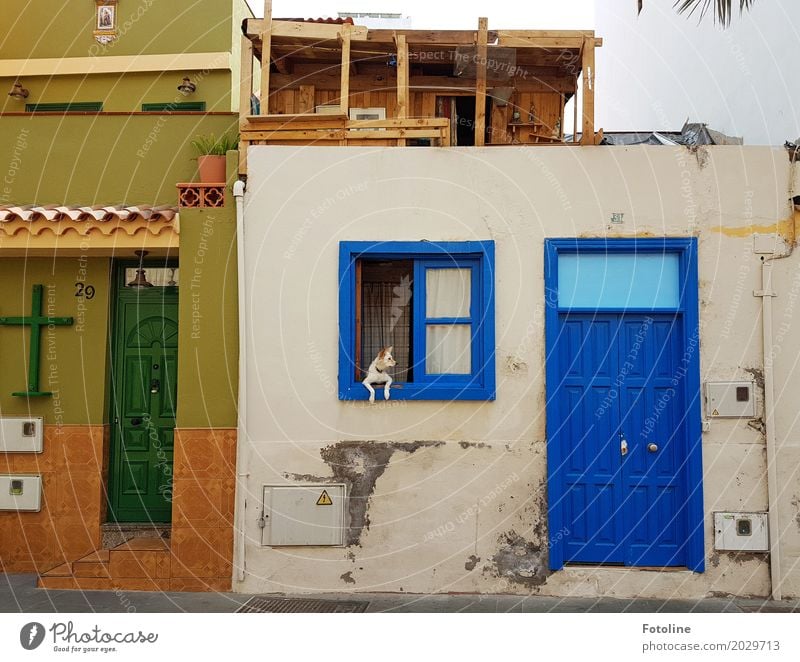 Watchdog ;-) House (Residential Structure) Facade Window Door Pet Dog 1 Animal Blue Brown Green Christian cross Observe Paw Tenerife Colour photo Multicoloured