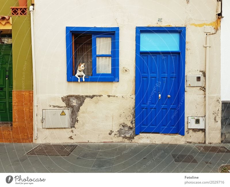 street art House (Residential Structure) Wall (barrier) Wall (building) Facade Window Door Animal Pet Dog Pelt Paw 1 Blue Gray Green Orange Watchdog Guard