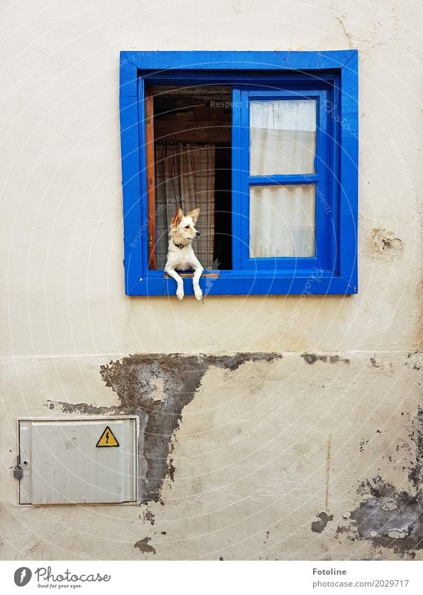 Hola! House (Residential Structure) Wall (barrier) Wall (building) Facade Window Animal Pet Dog Animal face Pelt Paw 1 Blue Guard Watchdog Observe Window pane