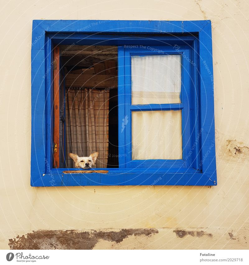 Menno, I want out! House (Residential Structure) Facade Window Animal Pet Dog Animal face Pelt 1 Blue Curtain Looking Observe Colour photo Multicoloured