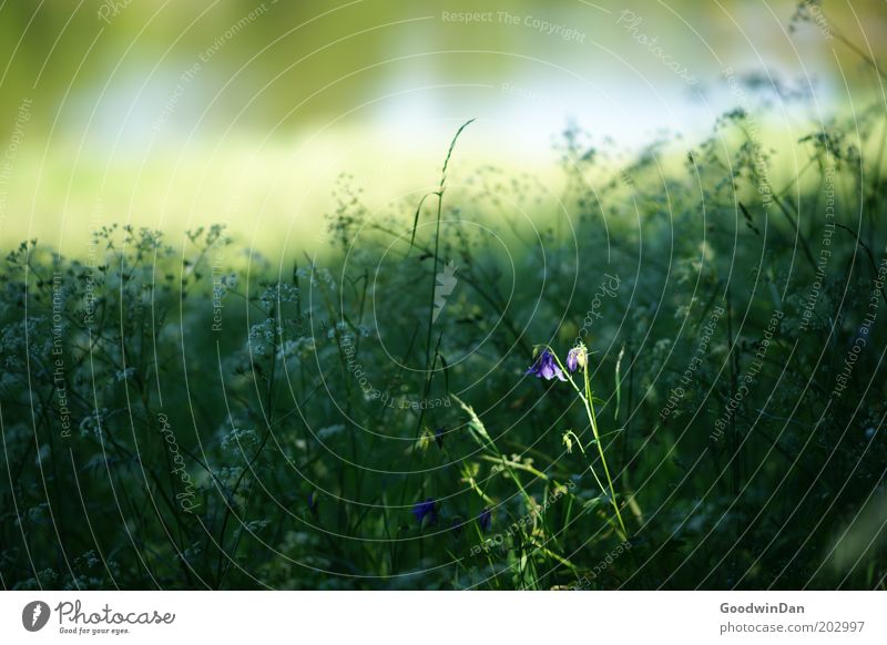 spotlight Environment Nature Landscape Plant Sunlight Spring Weather Flower Meadow Growth Fragrance Free Warmth Colour photo Exterior shot Deserted Light