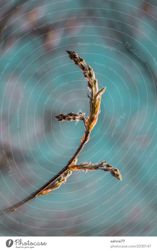 buds Nature Sky Spring Plant Bushes Twigs and branches Leaf bud Bud Shoot Growth Natural Positive Blue Brown Spring fever Calm Fragrance Life Colour photo