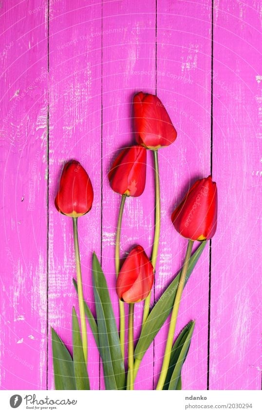 Five red tulips on a pink wooden surface Beautiful Plant Flower Tulip Leaf Bouquet Fresh Pink Red Blossom leave stem spring background vintage congratulation