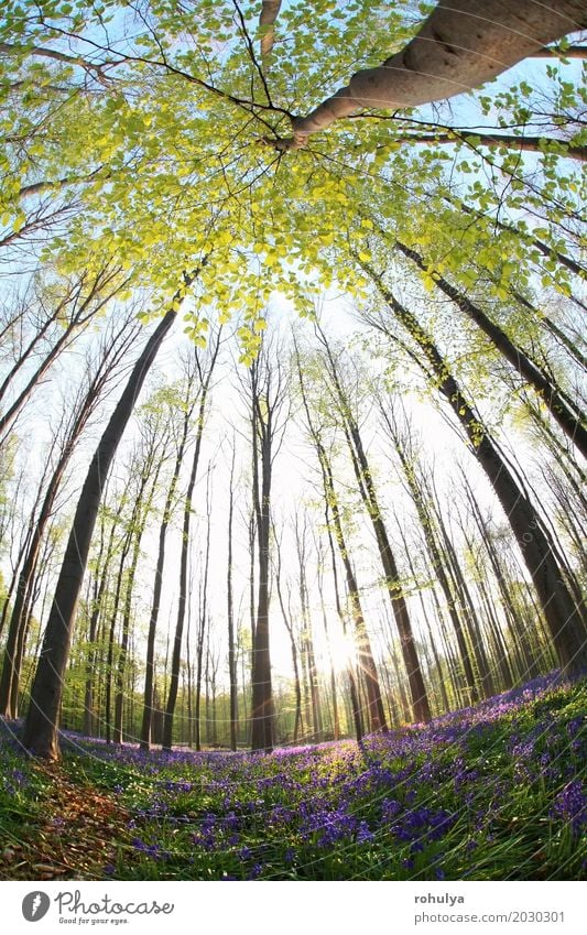 sunshine in spring flowering forest via fish-eye view Sun Nature Landscape Plant Spring Tree Flower Blossom Forest Wild Blue Beech Bluebell hyacinth Purple